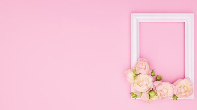 Beautiful pink roses appear in white romantic frame for text on pink theme. Stop motion 
