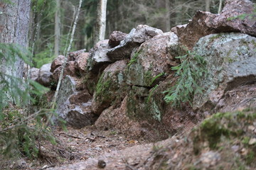 Wall of wild stone Scottish dyke surrounded by forest and firs
