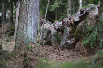 Fototapeta na wymiar Wall of wild stone Scottish dyke surrounded by forest and firs