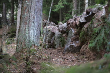 Wall of wild stone Scottish dyke surrounded by forest and firs