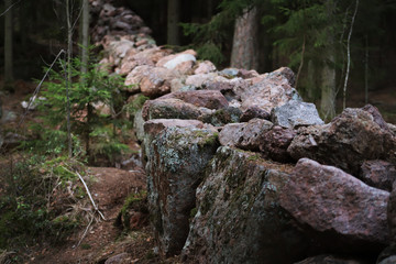 Wall of wild stone Scottish dyke surrounded by forest and firs
