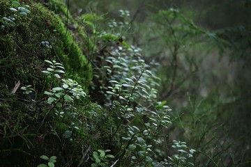 Obraz premium Blueberry and lingonberry bushes growing on moss-covered rocks