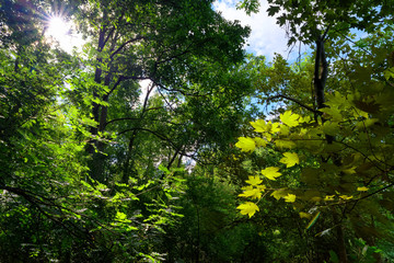 Fototapeta premium Sermaize nature reserve on the Seine river bank in Seine et Marne country
