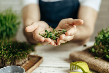 Male hands holding microgreen leaves above white wooden table