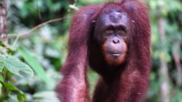 A wild endangered orangutan in the rainforest of island Borneo, Malaysia, close up. Orangutan mounkey in nature