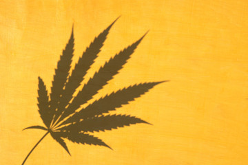 Top view of cannabis marijuana leaf shadow on yellow wooden background. Hemp plant.Minimal...