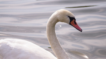 Obraz premium Portrait of the white swan
