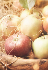 Red green autumn apples harvest on vintage wooden background