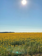 field of sunflowers in summer
