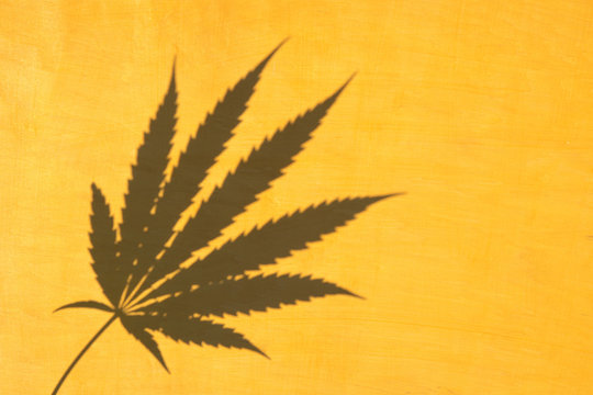 Top View Of Cannabis Marijuana Leaf Shadow On Yellow Wooden Background. Hemp Plant.Minimal Background.