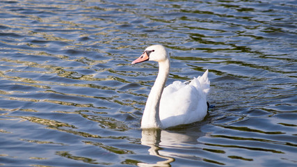 White swan in the pond