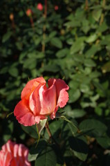 Cream and Pink Flower of Rose 'Frohsinn'82' in Full Bloom
