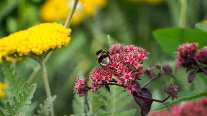 The bumblebee is sitting on the red flower