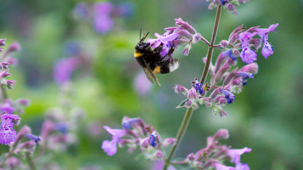 The bumblebee is sitting on the purple flower