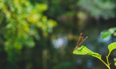 dragonfly on a leaf