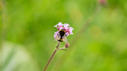 The bumblebee is sitting on the purple flower on the green background
