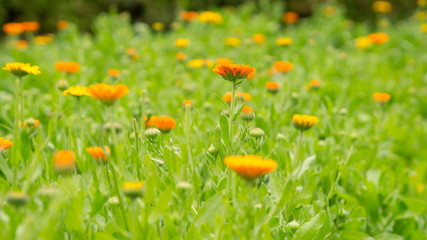 Calendula flower on the meadow