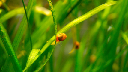 Orange snail in the water sitting on the green grass