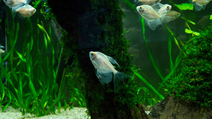 Small transparent fish in the water