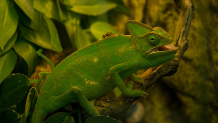 Green chameleon sitting on the bunch