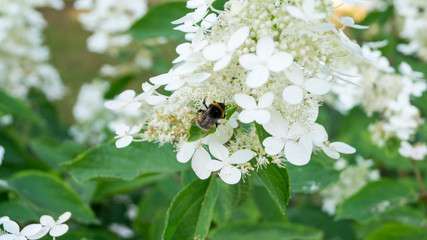 The bumblebee is sitting on the white flower