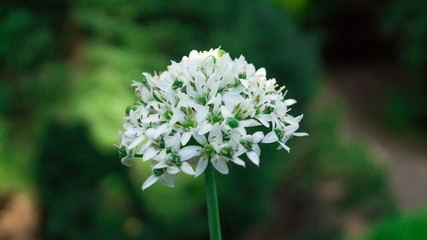 Fototapeta premium White round flower on the green background