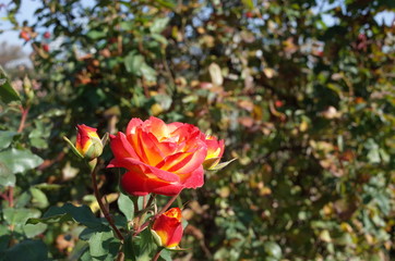 Orange blend Flower of Rose 'Furedaiko' in Full Bloom
