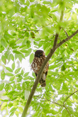 アオバズク(Brown hawk-owl)