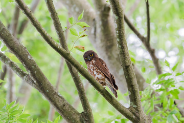 アオバズク(Brown hawk-owl)