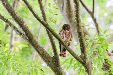アオバズク(Brown hawk-owl)