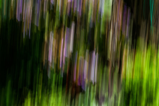 Close up. Blurred motion  flowerbeds, abstract background image.  Black, green and  purple  flowers background. 