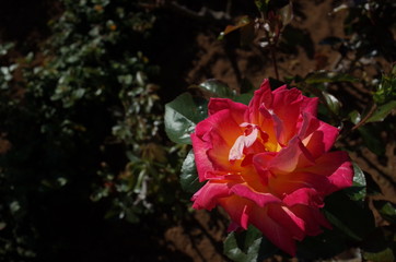 Orange Flower of Rose 'Gallivarda' in Full Bloom
