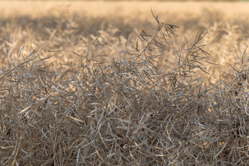 Fototapeta premium ripe rapeseed - Brassica napus