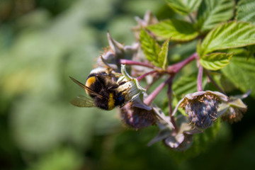 bumblebee on a flower