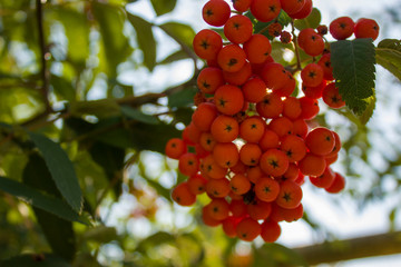 red berries on a branch