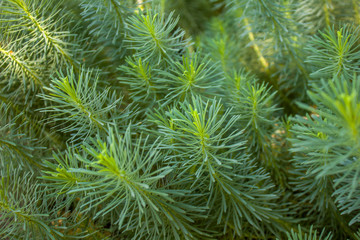 Naklejka na ściany i meble green pine needles