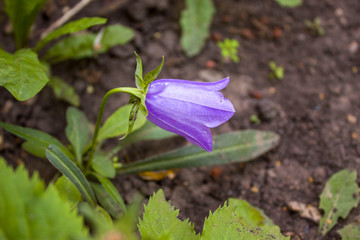 blue flower in the garden