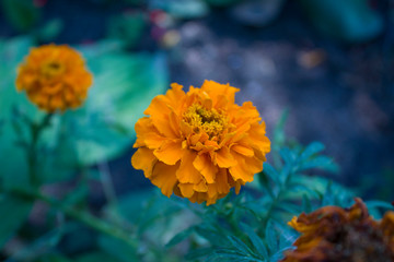 orange flower in the garden