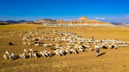 flock of sheep in the mountains