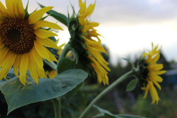 sunflower on blue sky