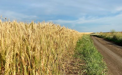 wheat field in summer