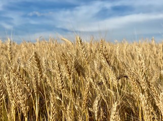 field of wheat