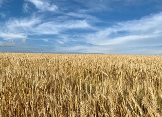 golden wheat field