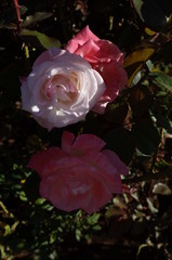 Pink and White Flower of Rose 'Gemini' in Full Bloom
