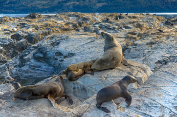 Seel&ouml;wen auf einem Felsen im Beagle Kanal nahe Ushuaia - Argentinien Feuerland