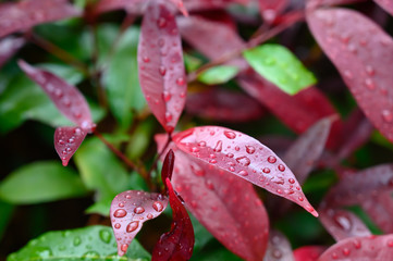 Magenta colored leaves soaked in rain drops and the background gradually blurred due to bokeh effect.