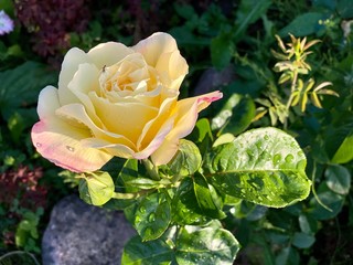 yellow rose in garden