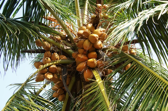 coconut palm tree. a rich harvest of coconuts