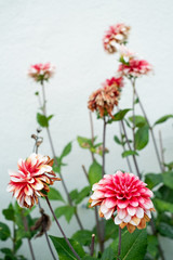 Dahlia's in bloom.