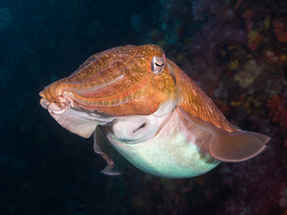 Pharaoh cuttlefish swimming in the coral reef